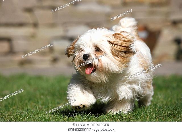 Havanese Canis lupus f. familiaris, running in the garden, Germany