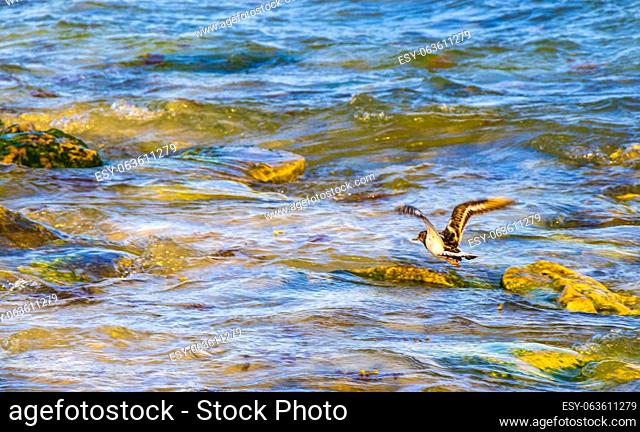 Sandpiper snipe sandpipers male female bird birds eating disgusting sargazo at tropical mexican beach in Playa del Carmen Quintana Roo Mexico