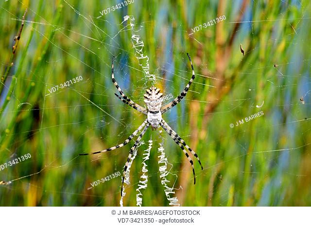 Argiope lobata is a spider native to southern Europe, Africa and part of Asia