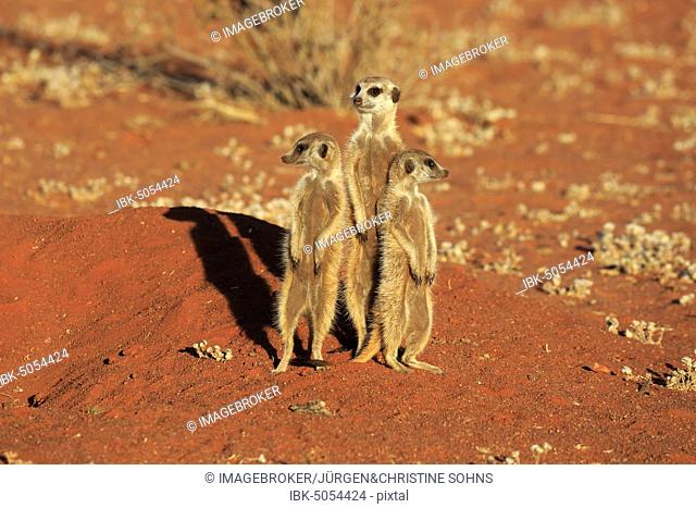 Meerkats (Suricata suricatta), adult, standing upright with two young, vigilant, Tswalu Game Reserve, Kalahari, North Cape, South Africa, Africa
