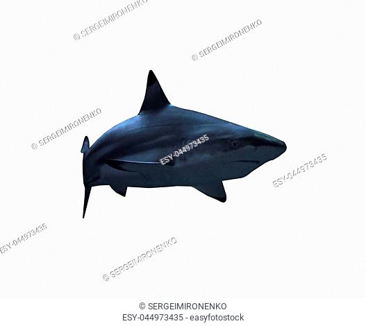 Shark near the rock at the deep blue ocean isolated at white