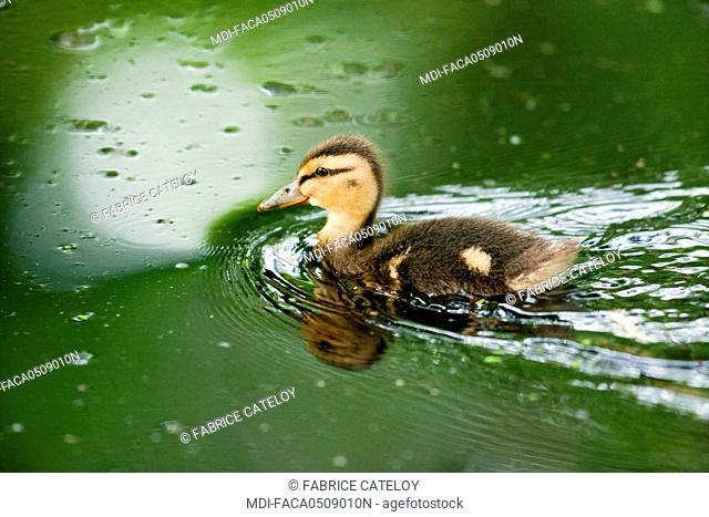Fauna - Water bird