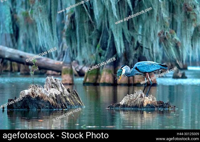 USA, Deep South, Louisiana, Lafayette, Lake Martin, Great Blue Heron