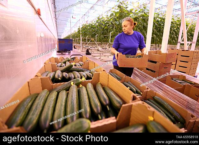 RUSSIA, REPUBLIC OF CRIMEA - DECEMBER 21, 2023: Packing cucumbers grown at the Belogorsky greenhouse complex. Sergei Malgavko/TASS