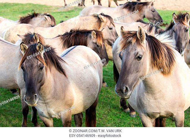 Dutch National Park Oostvaardersplassen with herd of Konik horses. In this new wilderness lives about 1000 wild horses