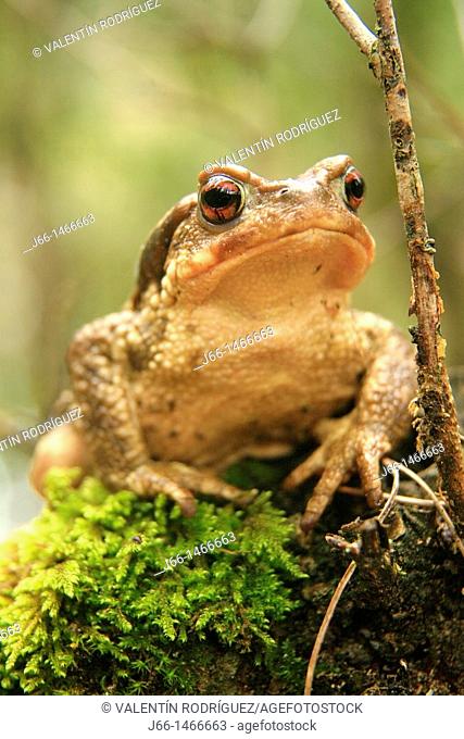 Common toad (Bufo bufo) in the Alto Tajo Natural Park, Guadalajara province, Castilla-La Mancha, Spain