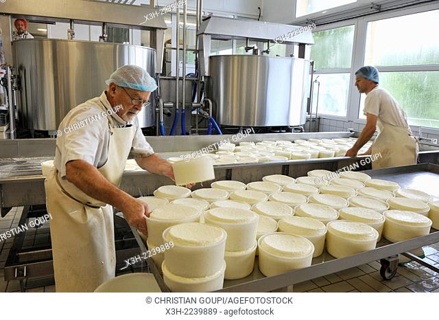 curd molding, Tome des Bauges cheese, Cheesemaking factory of Semnoz at Gruffy, Haute-Savoie department, Rhone-Alpes region, France, Europe