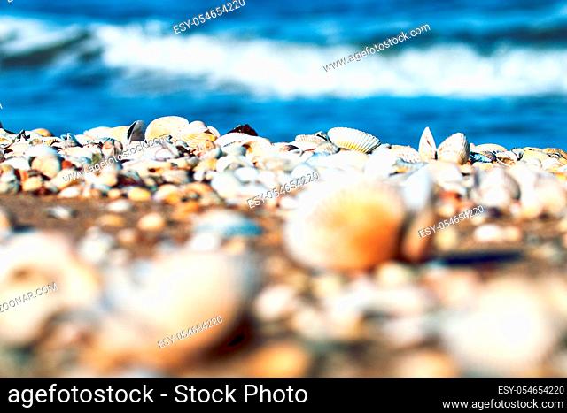 shell beach on the sea, coquina bed, cockle (Cardium)