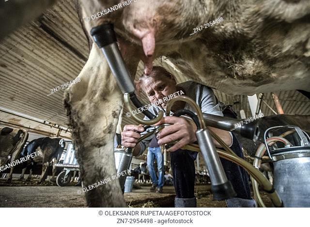 A dairymaid milks a cow at a cowshed in the Nikitin Kolkhoz at Ivanovka village, Azerbaijan. Ivanovka is a village with a mainly Russian population which...