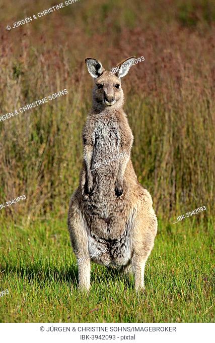 Eastern Grey Kangaroo (Macropus giganteus), adult, Wilsons Promontory National Park, Victoria, Australia