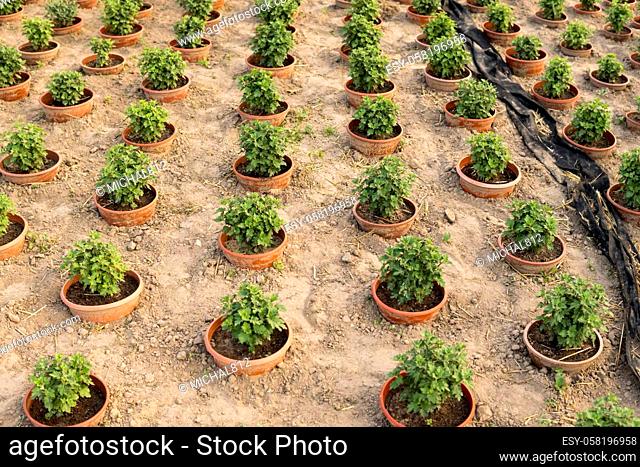 small chrysanthemum plants growing in a pots in the field