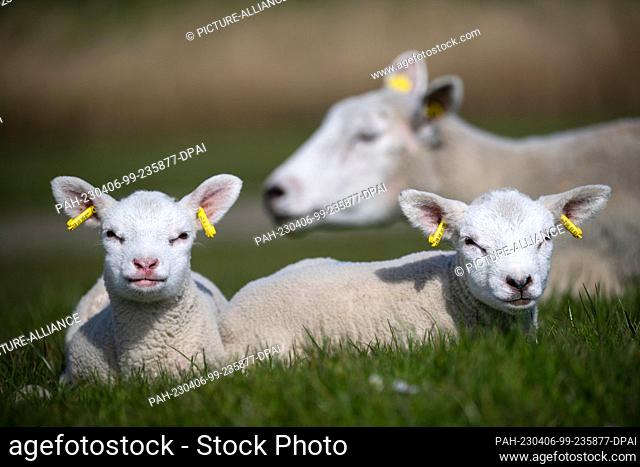 06 April 2023, Lower Saxony, Nessmersiel: Sheep and lambs on a dike in East Frisia. In view of more and more sheep torn by wolves along the coast