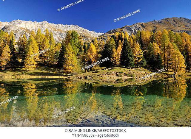 Larch tree and mountains reflected in Lake Palquognasee, Lai da Palquogna, Albula-Pass, Grisons, Alps, Switzerland
