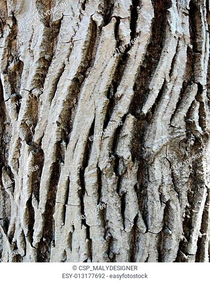 White bark texture
