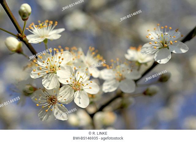cherry plum, Myrobalan plum (Prunus cerasifera), flowering, Germany, Bavaria