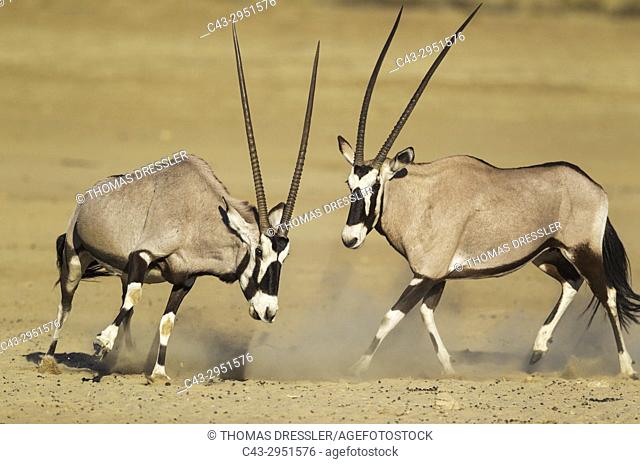 Gemsbok (Oryx gazella). Females. Have been fighting. Kalahari Desert, Kgalagadi Transfrontier Park, South Africa
