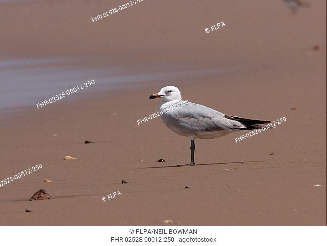 Audouin's Gull Larus audouinii immature, second summer plumage, standing on sandy beach, Souss-Massa, Morocco, may
