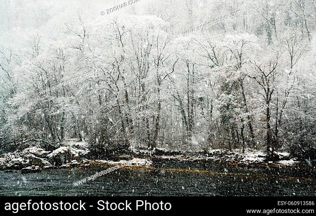winter landscape of forest with snow-covered trees on the banks of the river Rhine above the Rhine Falls at Schaffhausen in Switzerland
