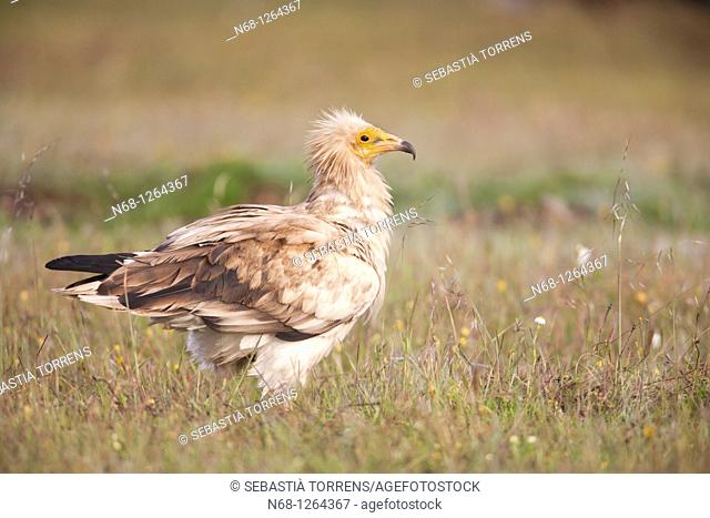 Egyptian Vulture Neophron percnopterus at Monfragüe, Caceres, Extremadura, Spain