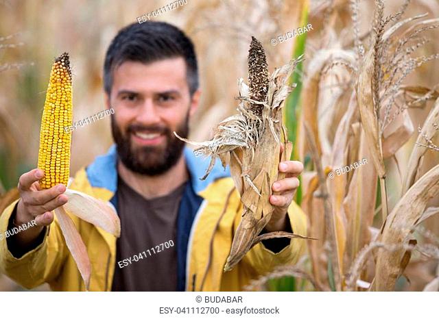 Farmer with beard showing two corn cobs, one healthy and other with disease