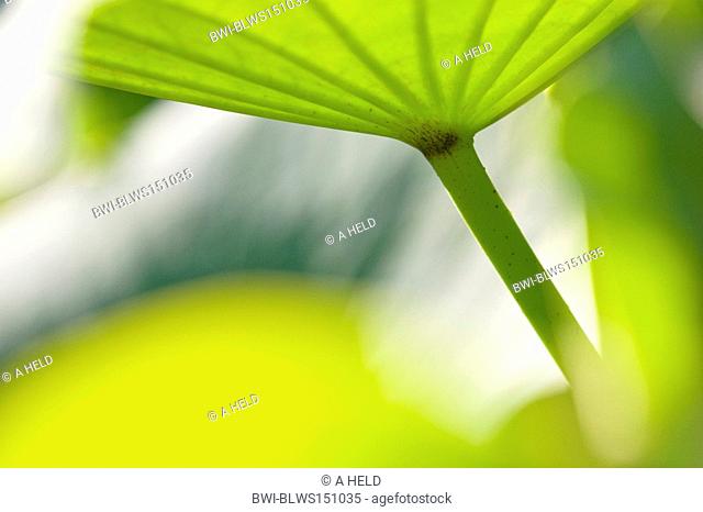 East Indian lotus Nelumbo nucifera, structure of a leaf in backlight