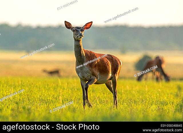 Red deer, cervus elaphus, hind in summer at sunset. Coloroful scenery with wild animals from nature. Curious female deer walking on a meadow