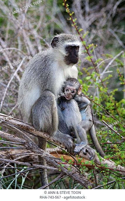Vervet monkey Cercopithecus aethiops, with baby, Kruger National Park, South Africa, Africa