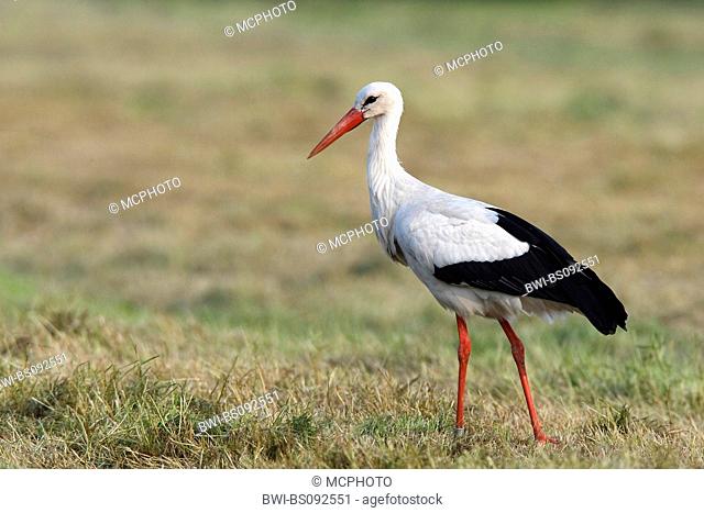white stork (Ciconia ciconia), on meadow, Germany, Schleswig-Holstein