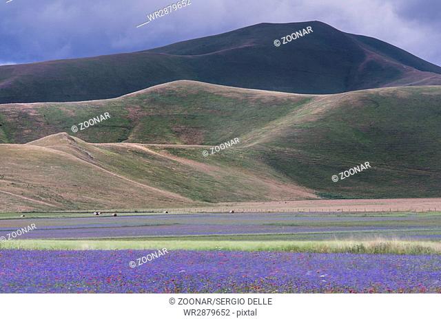 flowers and colors between the lentil crops in the plain of Castelluccio, Italy