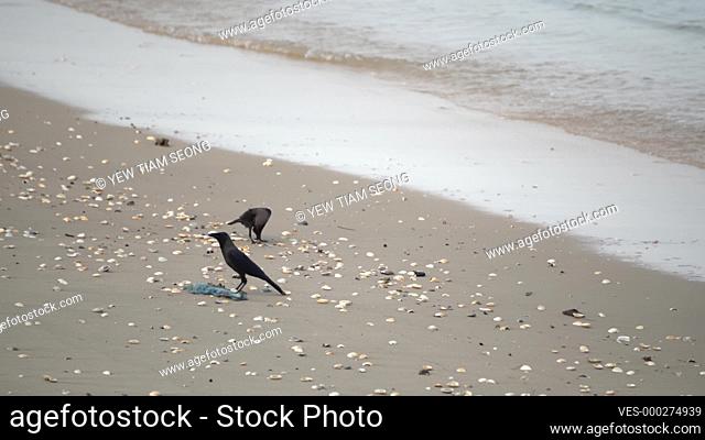 Crows stay at the beach with seashell searching for food