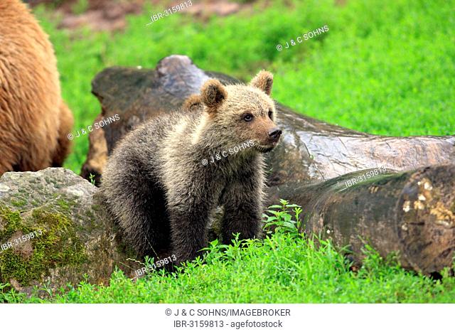 Brown Bear (Ursus arctos) cub, captive, Cleebronn, Baden-Württemberg, Germany