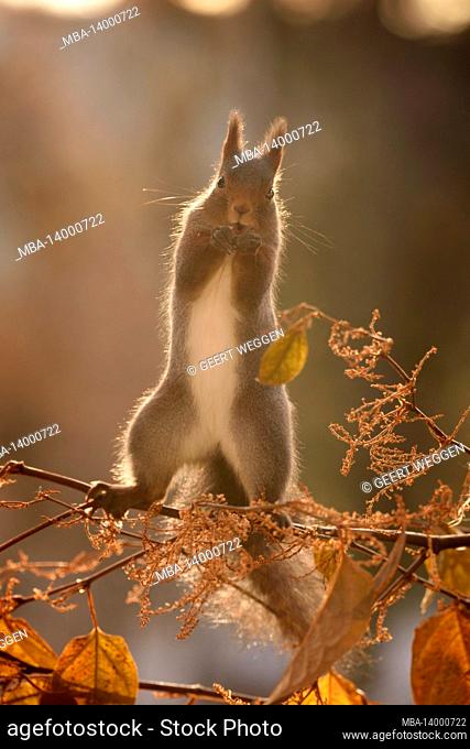 red squirrel is standing on branch in sunlight