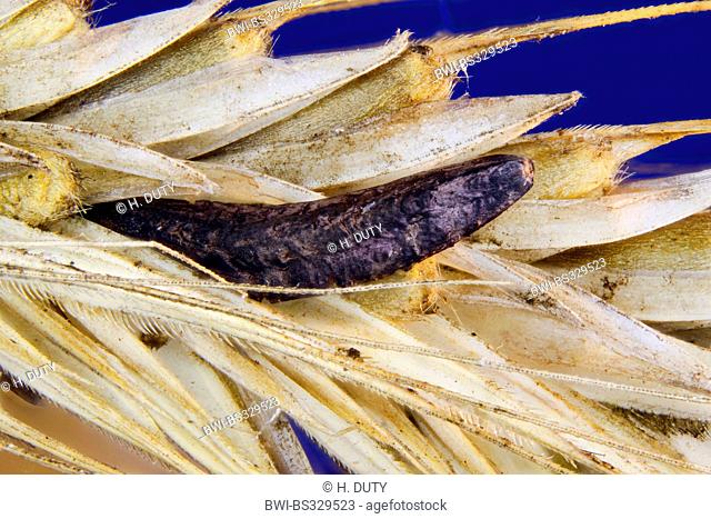 ergot, blood root (Claviceps purpurea), Sclerotium, Germany, Mecklenburg-Western Pomerania