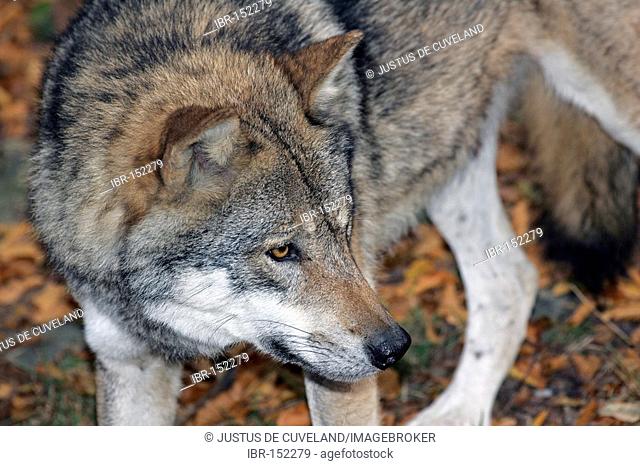 Wolf - portrait (Canis lupus)
