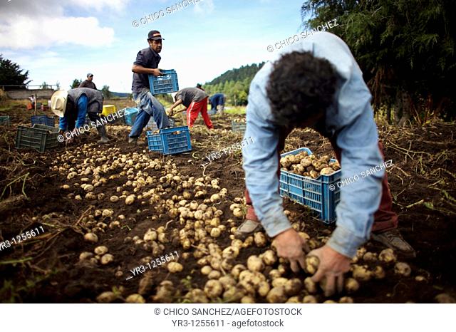 Workers harvest potatoes on a farm in Meson Viejo, Mexico State, Mexico