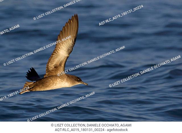 Balearic Shearwater in flight, Balearic Shearwater, Puffinus mauretanicus