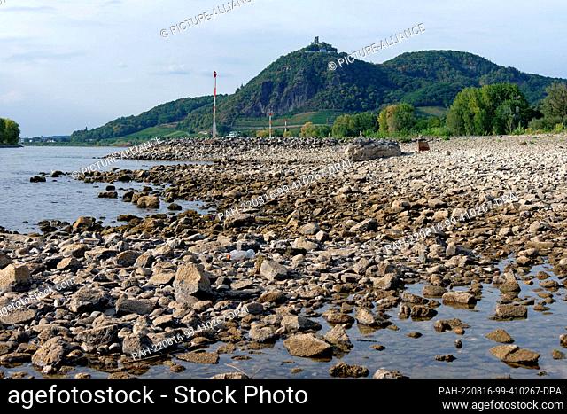 16 August 2022, North Rhine-Westphalia, Bad Honnef: Large pebbles and rocks lie on the banks of the Rhine near Bad Honnef, which only carries a little water