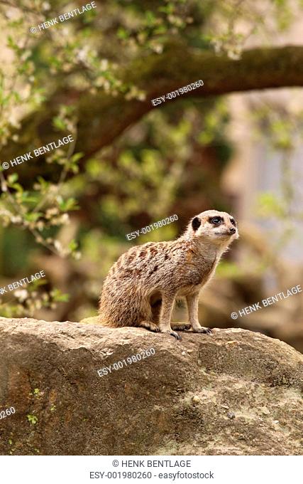 Meerkat sitting on a rock on the lookout