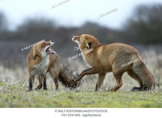 Red Fox / Rotfuchs ( Vulpes vulpes ), confrontation of two adults, fighting, threatening with wide open jaws, trying to chase each other, wildlife, Europe