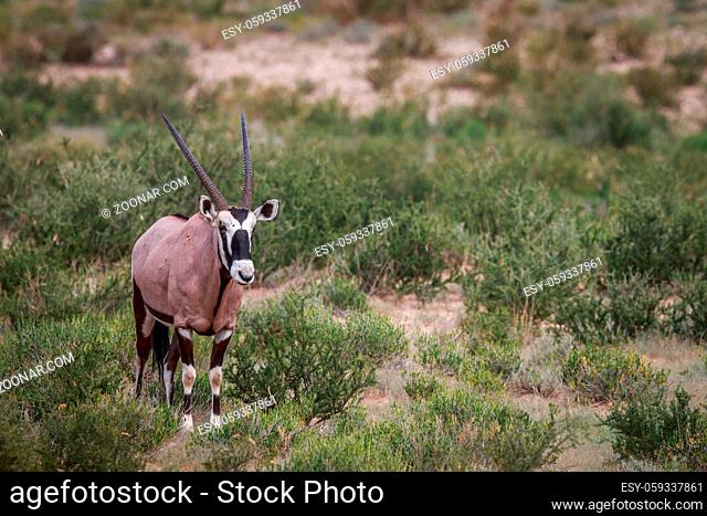 Gemsbok in the grass in the Kgalagadi Transfrontier Park, South Africa