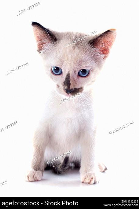 beautiful purebred siamese kitten in front of white background