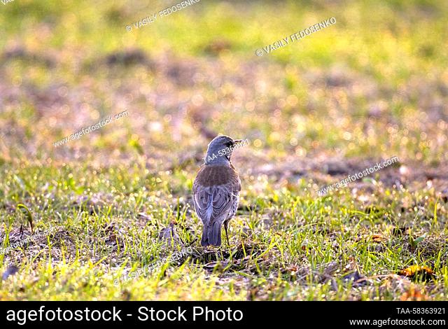 RUSSIA, MOSCOW - APRIL 12, 2023: A fieldfare is seen in Victory Park. Vasily Fedosenko/TASS