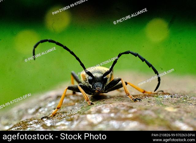 21 June 2021, Lower Saxony, Brunswick: A male neck longhorn beetle (Stictoleptura rubra) sitting on a stone. Photo: Stefan Jaitner/dpa