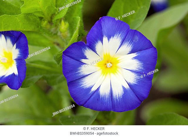 Dwarf convolvulus, Dwarf Morning Glory, Dwarf glory bind (Convolvulus tricolor, Convolvulus minor), flower