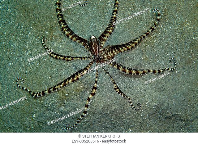 Mimic octopus thaumoctopus mimicus in the Red Sea