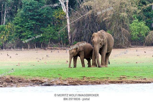 Asian elephant or Indian elephant (Elephas maximus), male, Kabini Reservoir, Nagarhole National Park, Karnataka, India