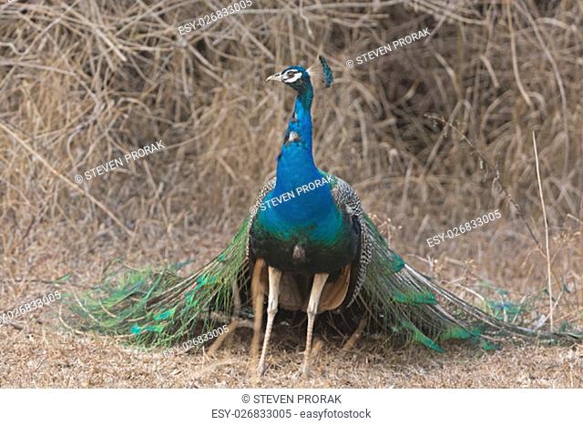 Peacock in the Forest in Nagarhole National Park in India