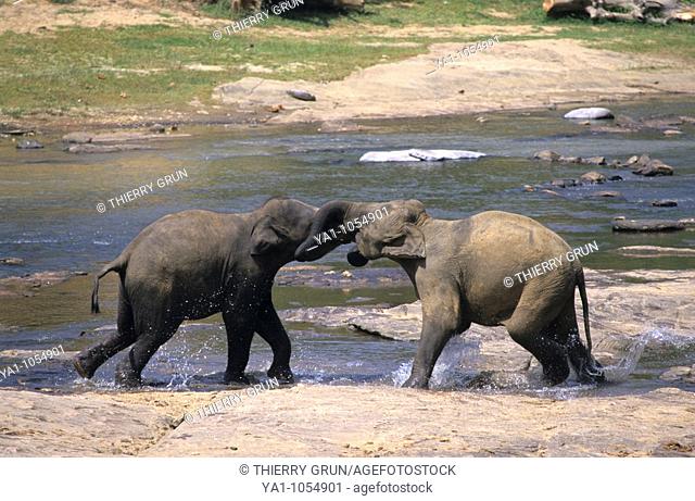 Two asian elephants (elephas maximus) male fighting on bank Maha Oya river. Pinnawela elephant orphanage, conservation center