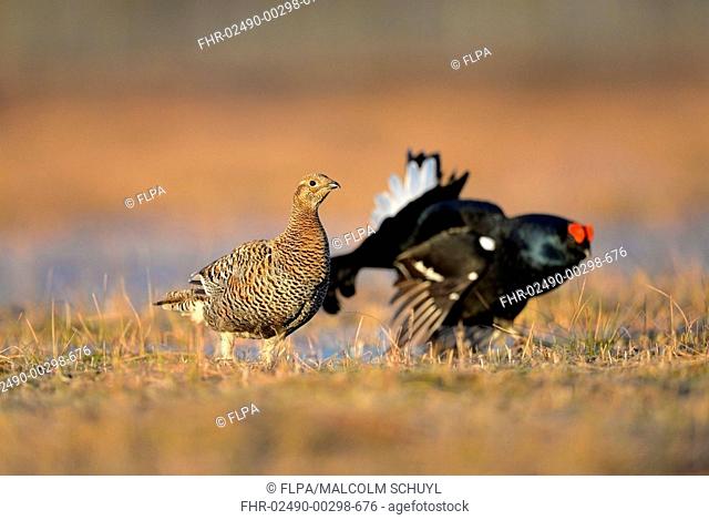 Black Grouse (Tetrao tetrix) adult female, with adult male in background, displaying at lek on taiga bog, Finland, April