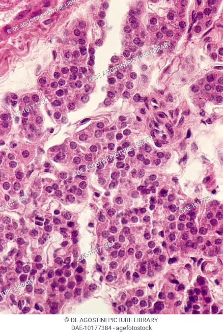 Microphotograph of a histological slide of a human parathyroid gland